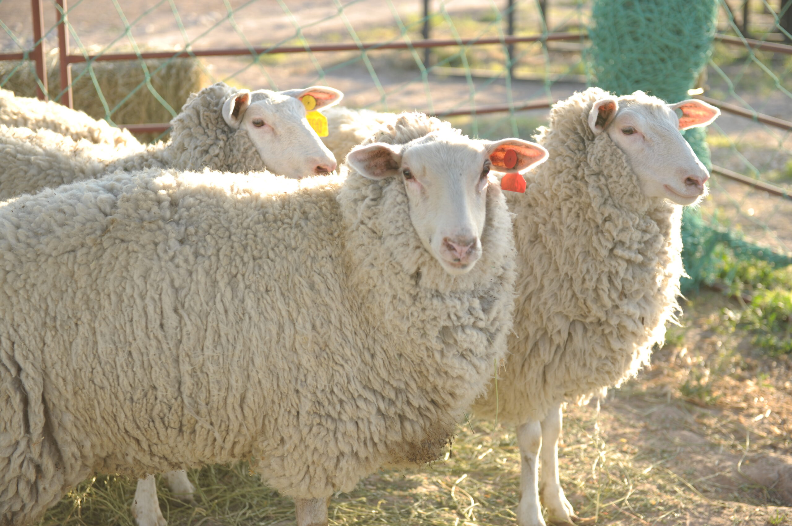 La carne ovina busca posicionarse en la mesa argentina como la cuarta carne