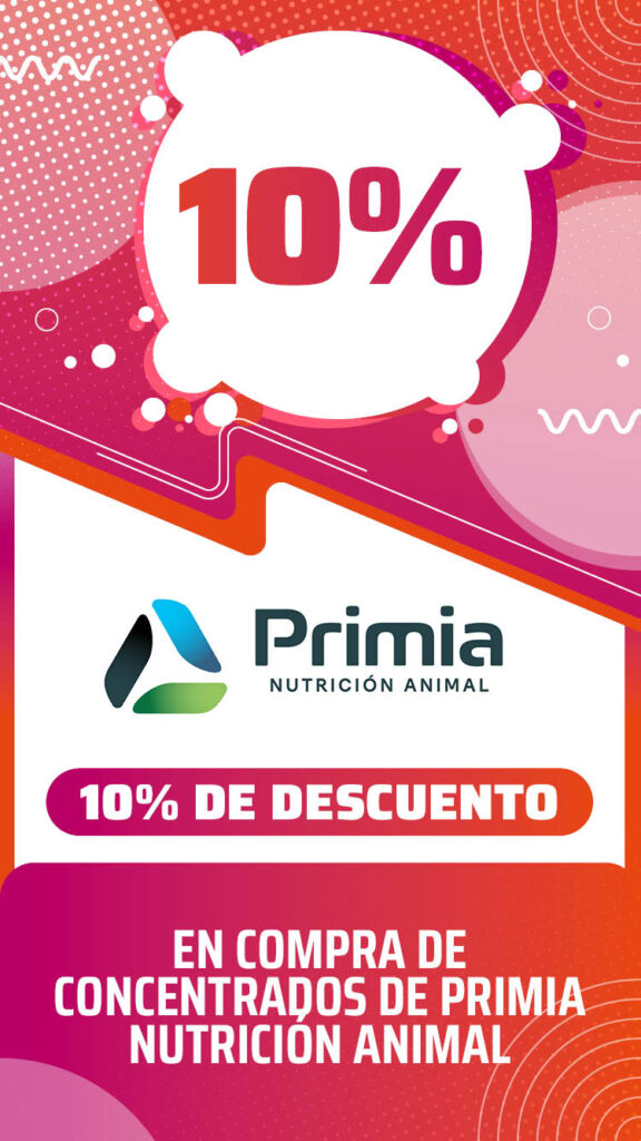 Primia 26