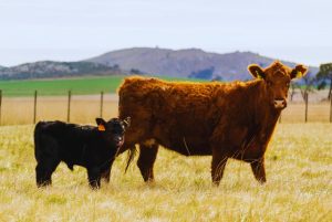 Estudio revela la diseminación de Leucosis Bovina en rodeos de carne