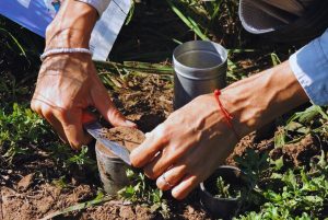 Restauración del carbono del suelo: las raíces son la clave