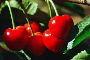 Cerezas patagónicas: productores mejoraron rendimientos gracias a nuevas tecnologías