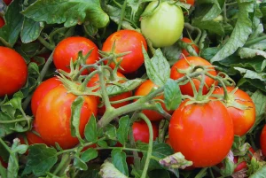 Los bioinsumos ganan terreno en la producción de tomate para industria
