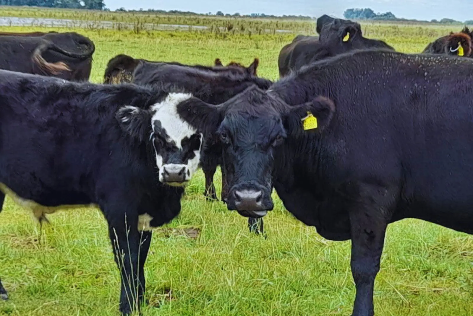 Buscan desarrollar el mejoramiento genético en los rodeos