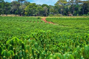 INTA y Fundación Banco Credicoop impulsan la agricultura regenerativa