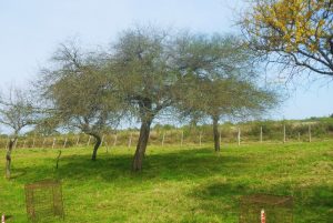 ¿Cómo planificar la oferta forrajera en un campo natural?