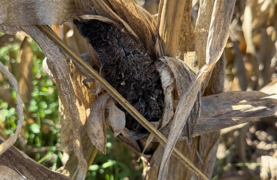 Carbón de la panoja del maíz: Planta afectada es planta que no rinde