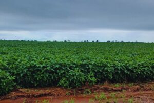 La textura del suelo define su capacidad de almacenar carbono