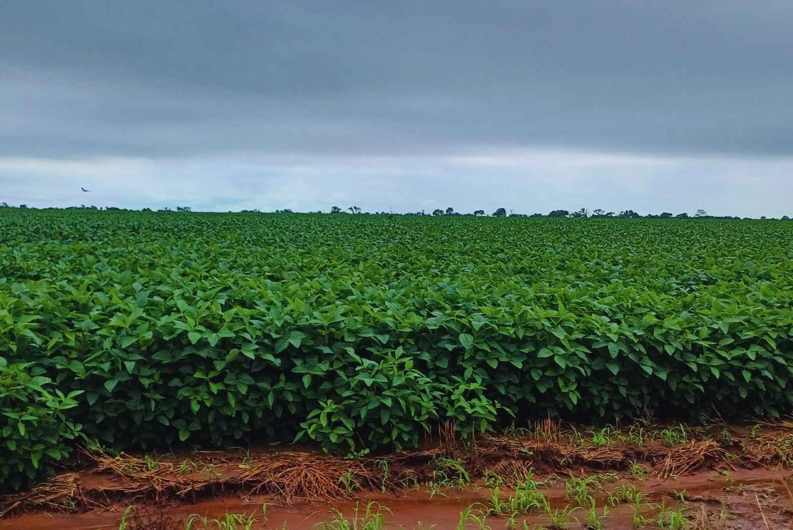 La textura del suelo define su capacidad de almacenar carbono