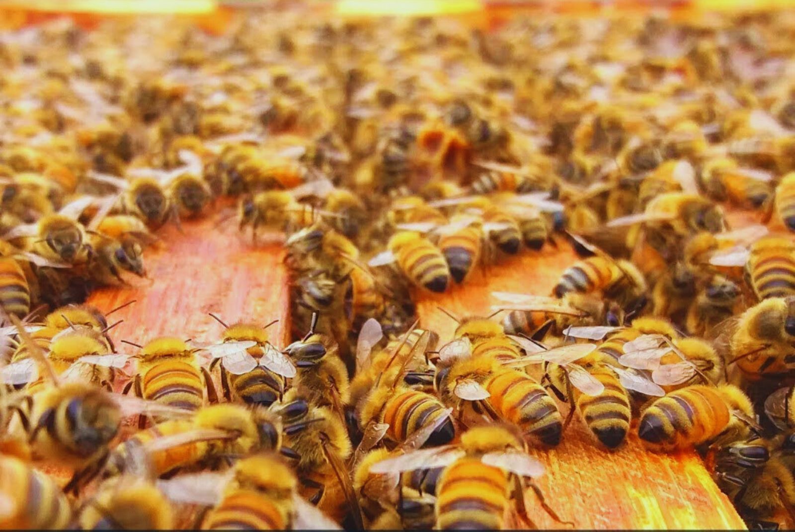 Expertos argentinos presentaron en Chile estrategias para producir miel de calidad
