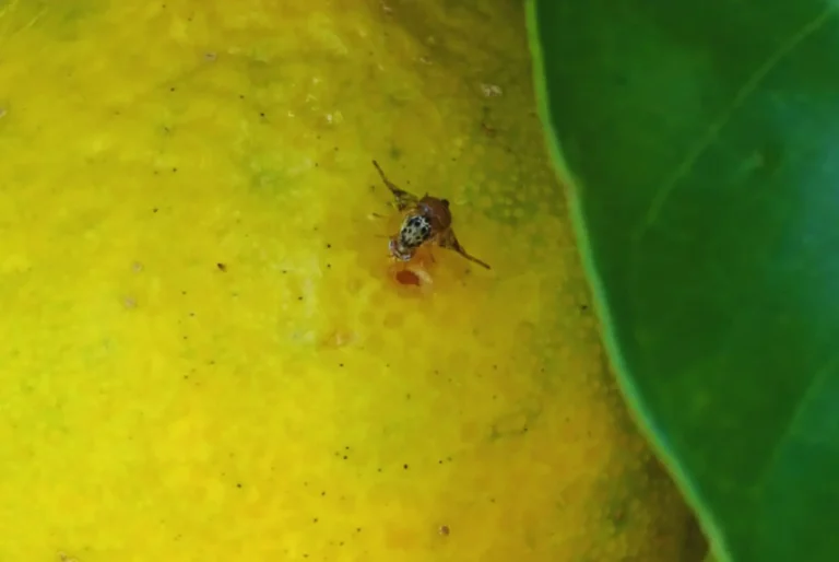 Estudian el comportamiento de la mosca de la fruta en Entre Ríos