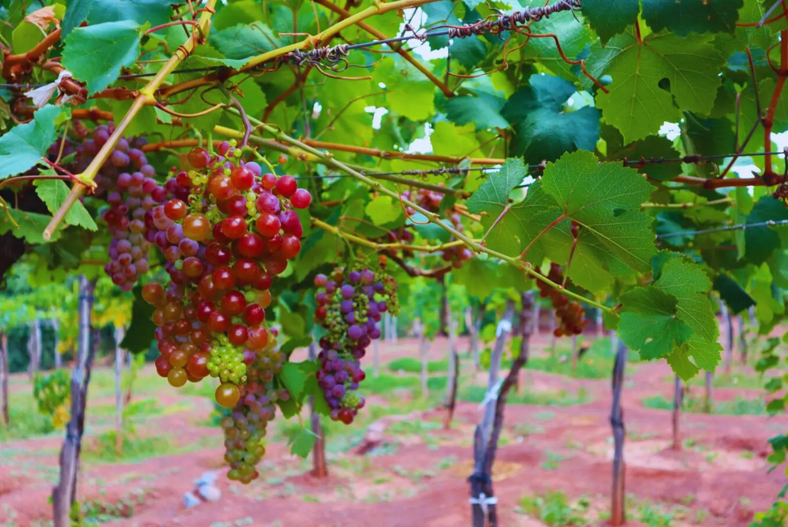 Mendoza: Lavalle, referente en vinos artesanales con identidad local