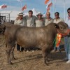 Intensa jornada en el sector ganadero de Expoagro