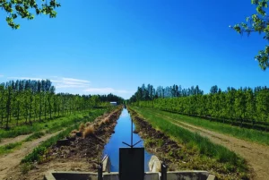 La calidad del agua, una de las claves para la exportación frutícola