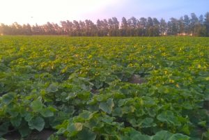 “Tenemos un vínculo directo con los productores desde hace muchísimos años”