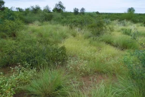 Índice Verde: Una herramienta clave para planificar estrategias de manejo