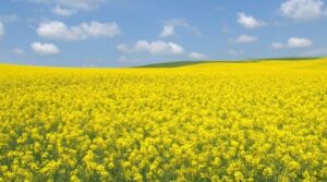 La superficie sembrada con brassicaceas crecería un 76% en Entre Ríos