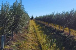 La producción de aceite de oliva de alta calidad se fortalece en Buenos Aires
