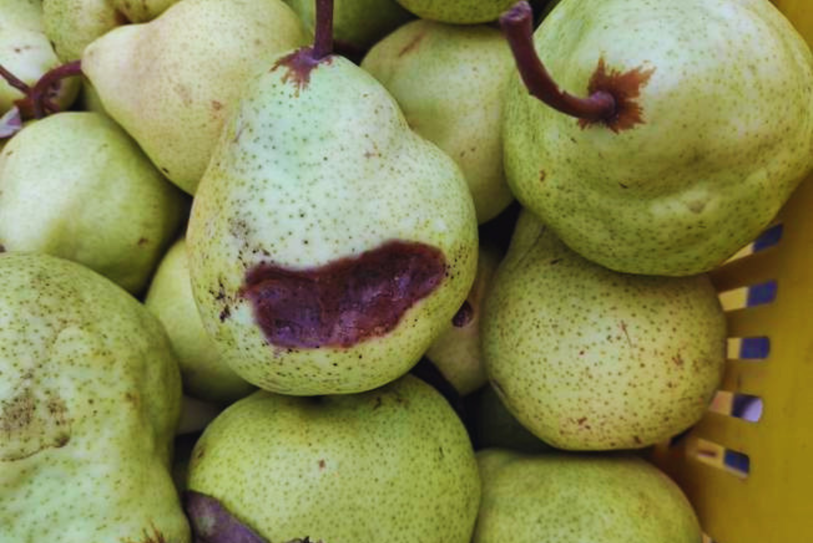 Detectan una bacteria que afecta a peras y manzanas