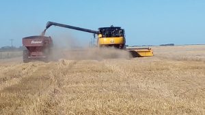 Con ritmo acelerado sobre el norte del área agrícola, inicia la cosecha de trigo 2025/26