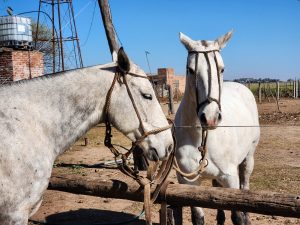 La Tordilla: La yegua que le dio nombre al pueblo