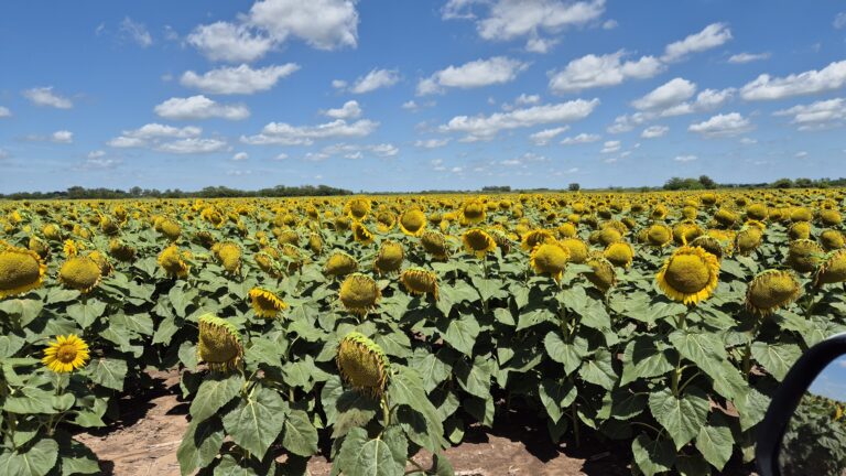 El girasol toma impulso y la siembra en el NEA supera registros históricos - Expoagro - Edición YPF Agro