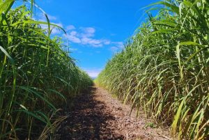 Diseñan estrategias para mejorar el uso del nitrógeno y el agua en caña de azúcar