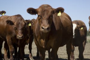 Argentina exportará carne bovina a Barbados
