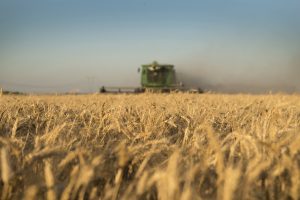 Por primera vez Argentina puede exportar trigo a China