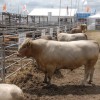 22/01 – NOVEDADES EN EL SECTOR GANADERO: LOS BICHOS VUELVEN CON TODO A EXPOAGRO 2016