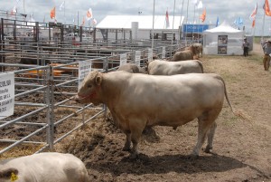22/01 – NOVEDADES EN EL SECTOR GANADERO: LOS BICHOS VUELVEN CON TODO A EXPOAGRO 2016