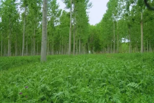 Sistemas agroforestales como alternativa productiva