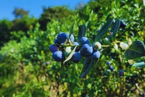 Avanzan con el control biológico de plagas exóticas en frutas finas