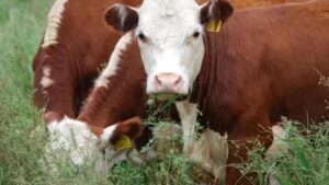 48° Congreso Argentino de Producción Animal, en el corazón de Catamarca