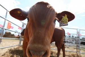 Balance 2025: Un muy buen año para el sector, con el productor ganadero como principal ganador