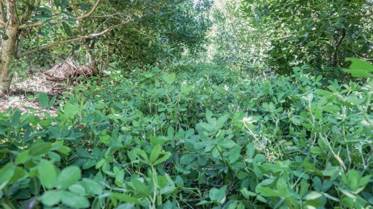 Cobertura arbórea y herbácea, para yerbales resilientes