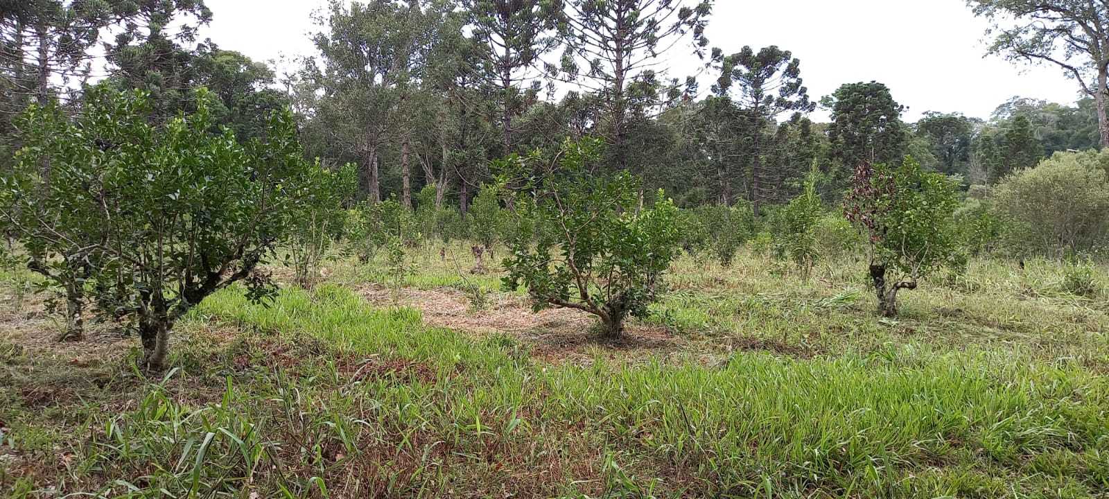 Avanza la integración de especies nativas en yerbales