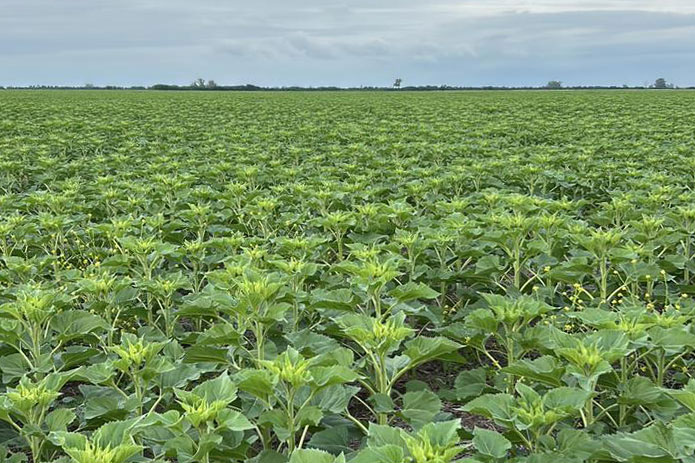 Milímetros que valen oro: La estrategia de duplicar la gruesa