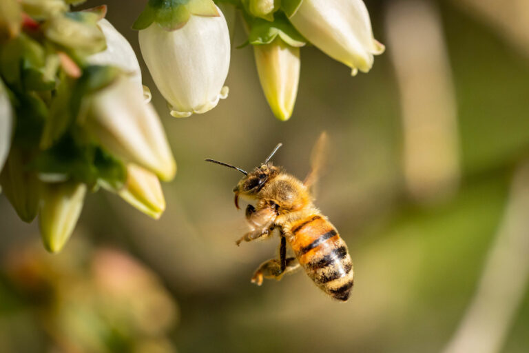 Desarrollan una herramienta biotecnológica para proteger las abejas