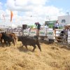 15/03 – EXITOSO PRIMER REMATE FÍSICO DE AFA SCL EN EXPOAGRO