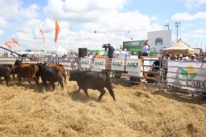 15/03 – EXITOSO PRIMER REMATE FÍSICO DE AFA SCL EN EXPOAGRO