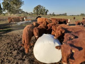 ALZ-Agro presenta Nutriliq y Nutripack, aportes equilibrados para la dieta del rodeo en la Expo Nacional Angus