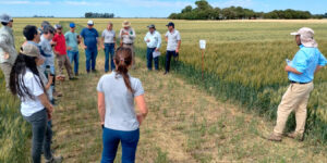 Entre el clima y los costos de la urea: ¿Cómo piensan los productores la nutrición del trigo?