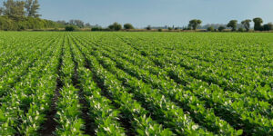 Aplicaciones de fin de ciclo en soja: el costo oculto de la pisada