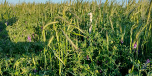 ¿Es el barbecho la mejor estrategia para capturar agua?