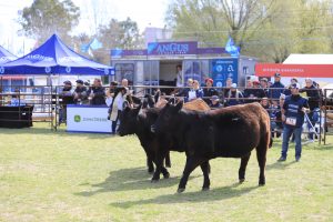 Conocé la agenda del segundo día de la Expo Nacional Angus