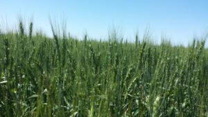 SEPA: Cómo es la plataforma satelital gratuita del INTA para optimizar la gestión agropecuaria