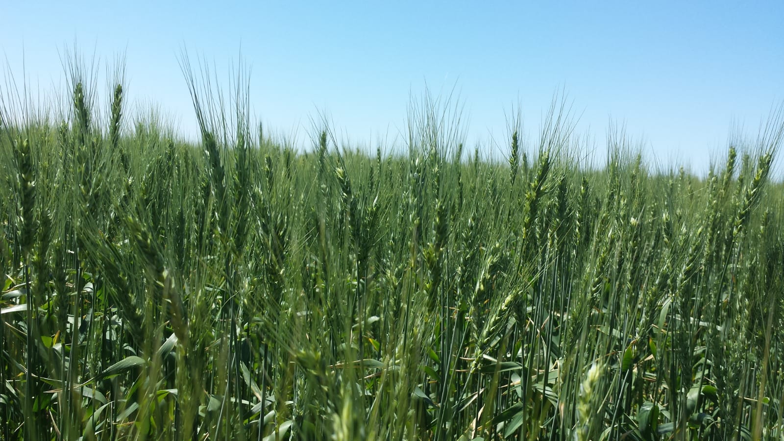 SEPA: Cómo es la plataforma satelital gratuita del INTA para optimizar la gestión agropecuaria
