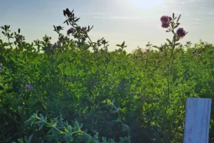 Evalúan y caracterizan cultivares de alfalfa