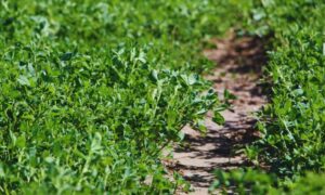 Alfalfa: Nuevas variedades para distintos desafíos ganaderos