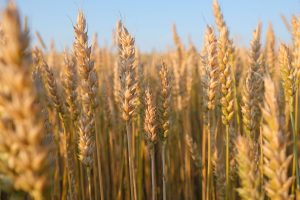 A pesar de la lluvia, sigue habiendo más dudas que certezas en la campaña agrícola